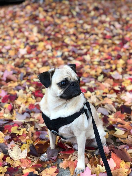 Fall has come! (x-post r/pugs)