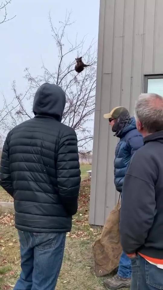 falling out of a tree