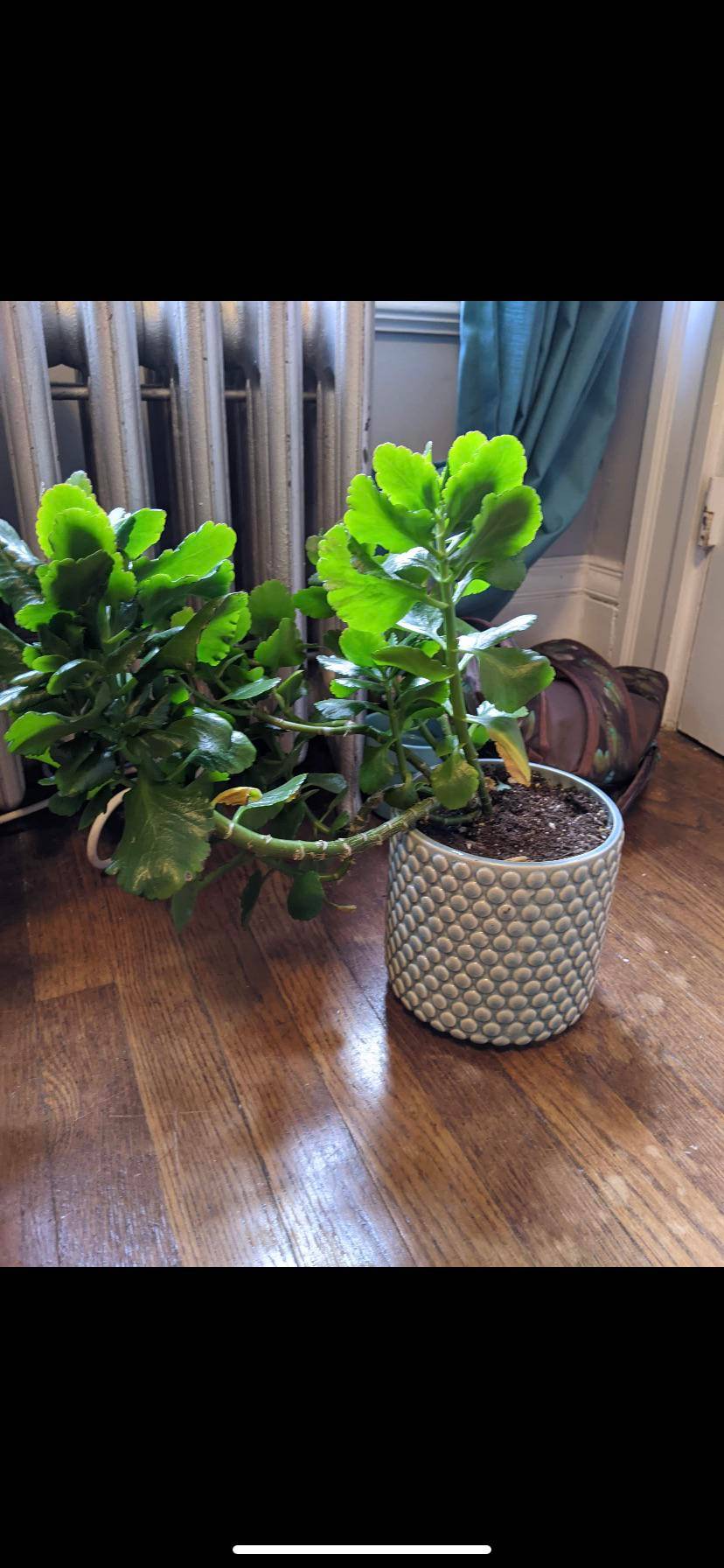 Family member’s Kalanchoe is growing out of control and she’s worried it will fall over or get so top heavy it snaps. She’s up north and it’s about to get cold so she’s worried about propagating this late in the year. Tips or ideas welcome!