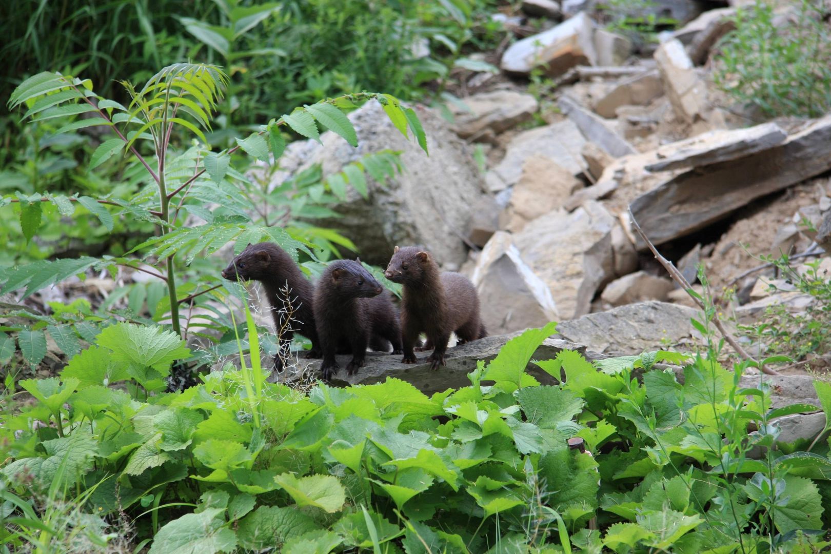 Family of mink 