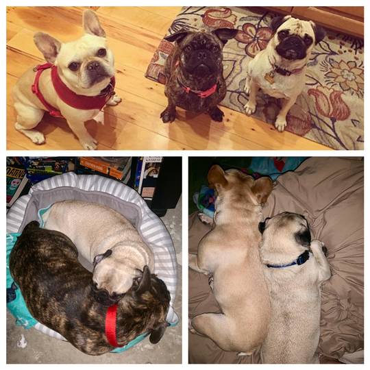 Family puddle..featuring our mama pug, frenchie dad, and their giant brindle frug baby.