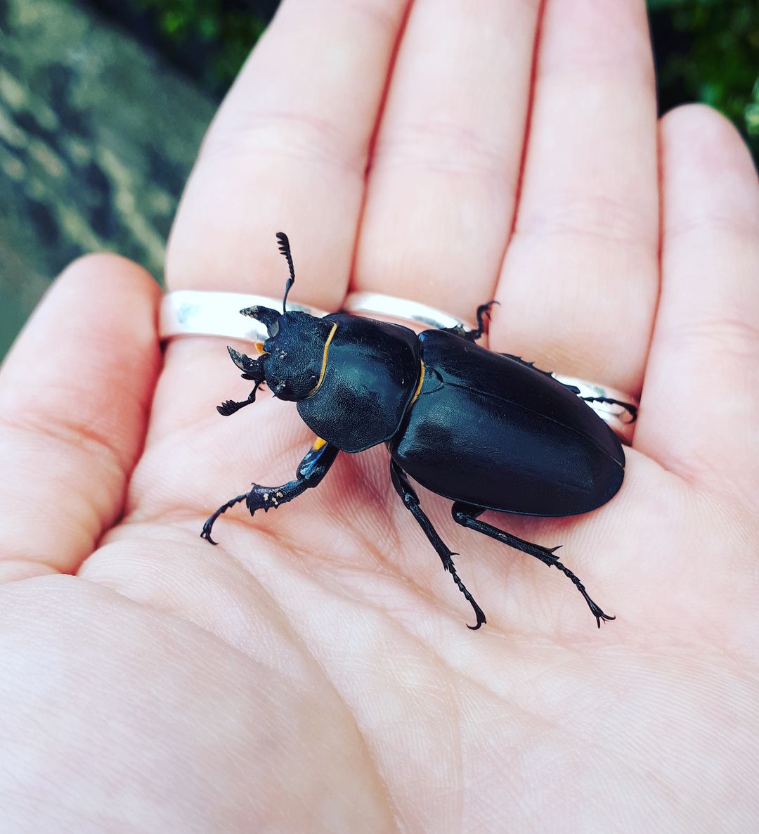 Female stag beetle in the UK