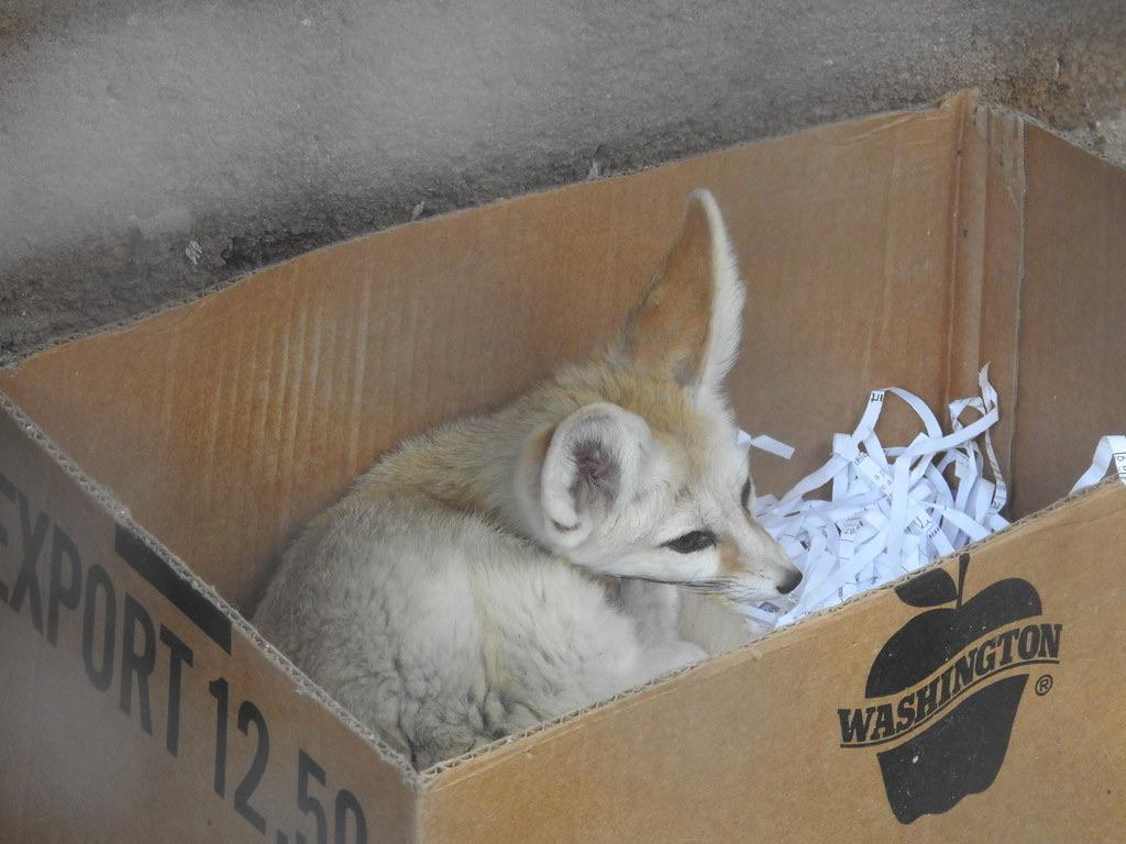 fennec in a box