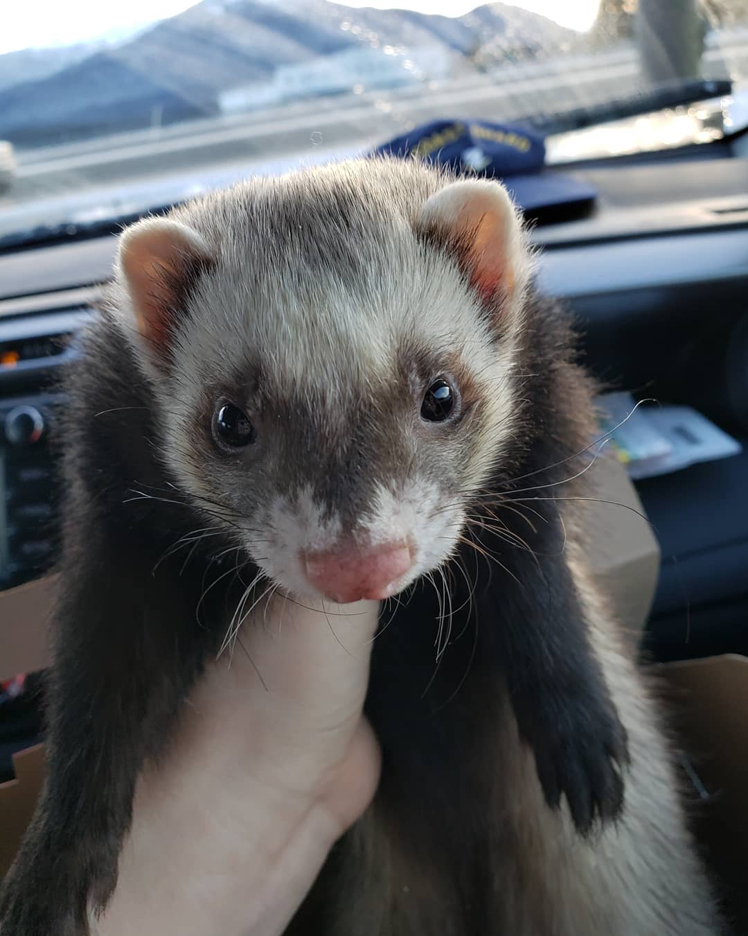 Ferret math happened today