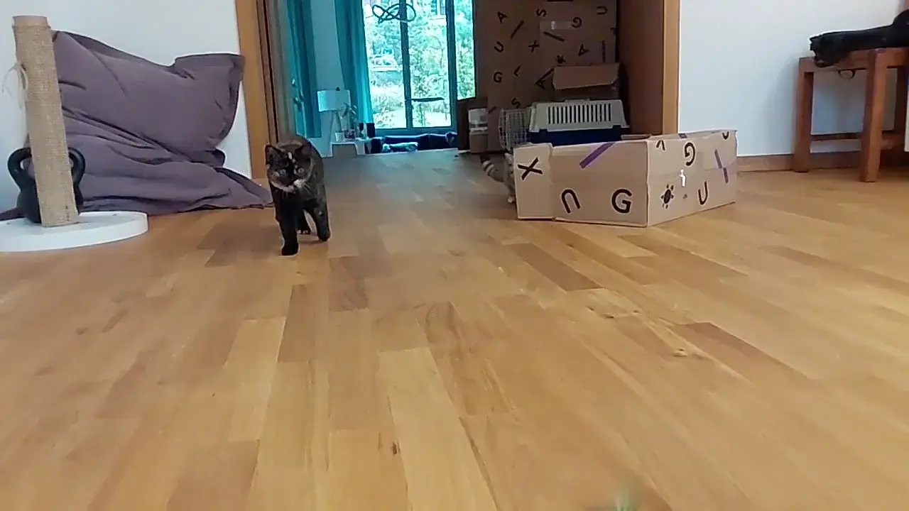 Fierce predators in slow motion