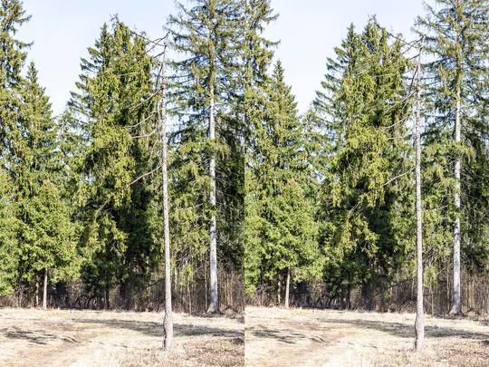 Fir-tree with branches only on one side