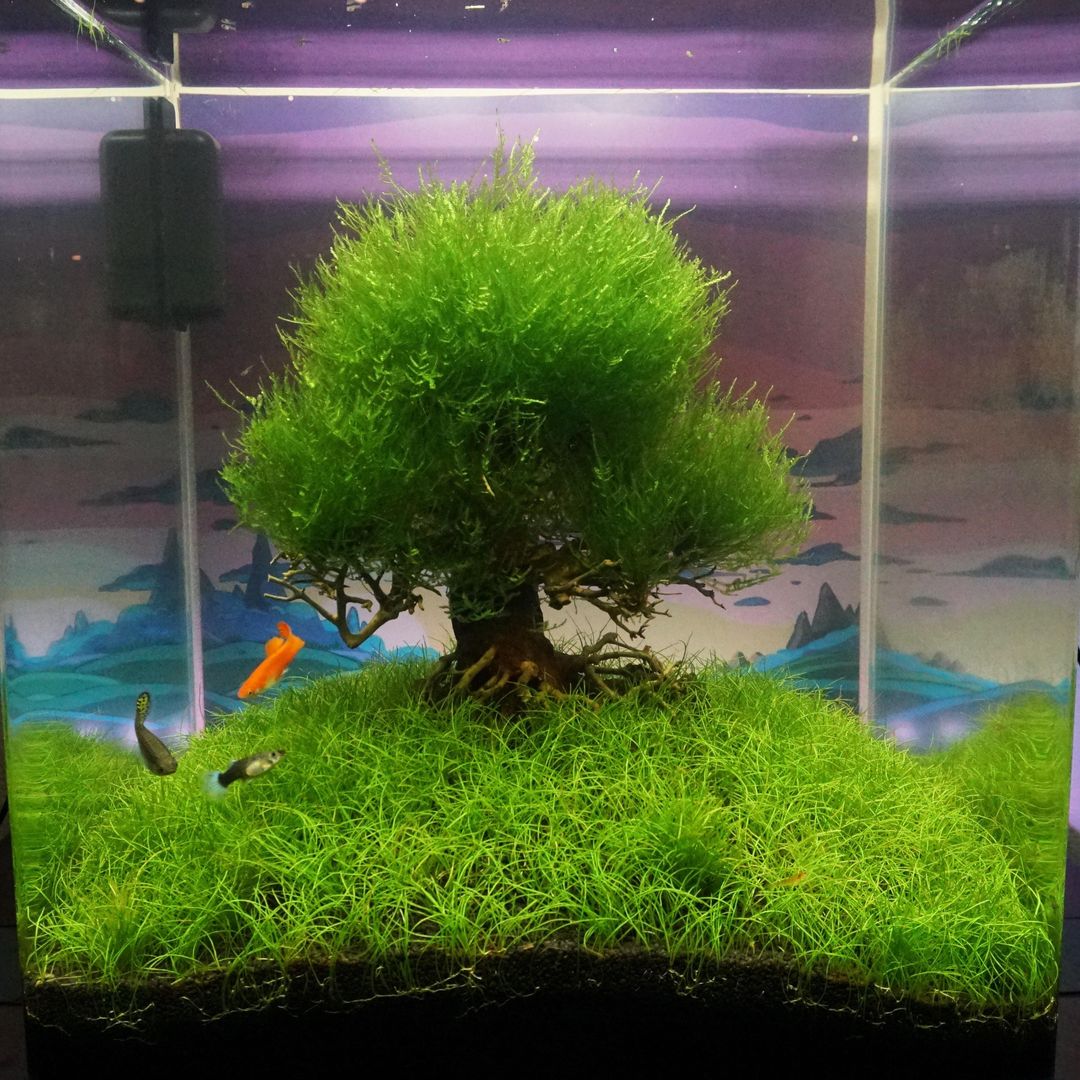 First lawn moving on the Adventure Time treehouse!