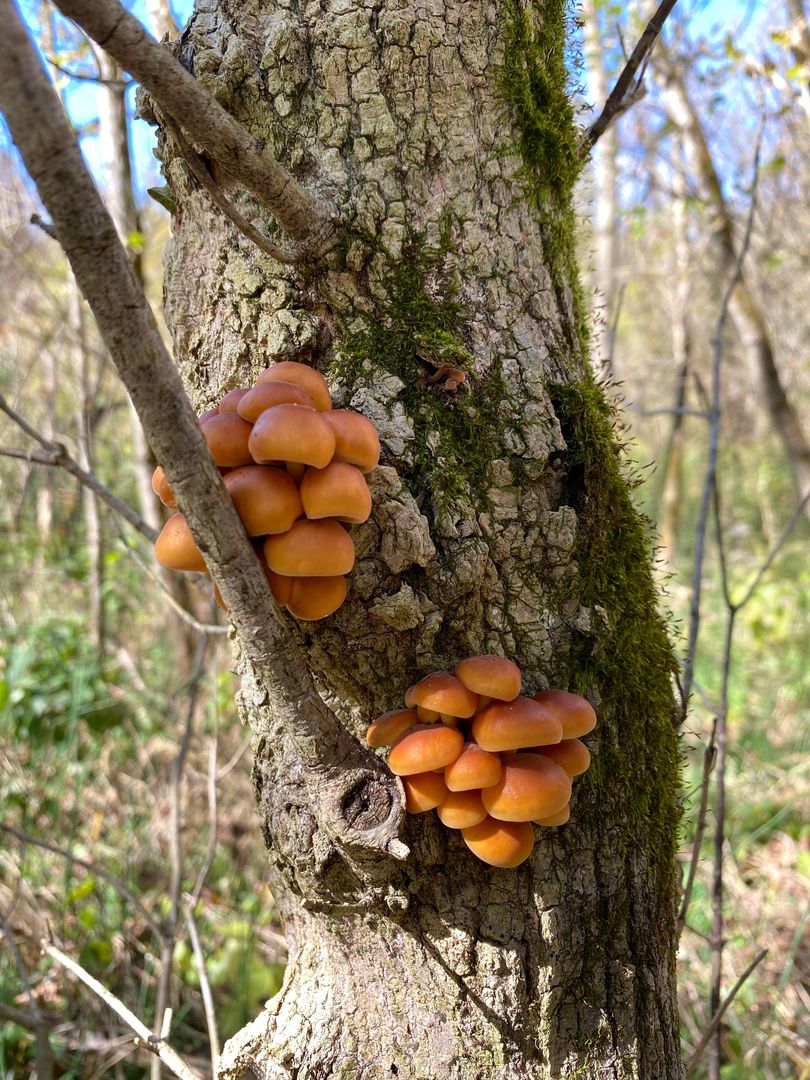 Flammulina velutipes / Enokitake