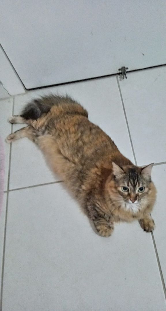 Floof and chubby
