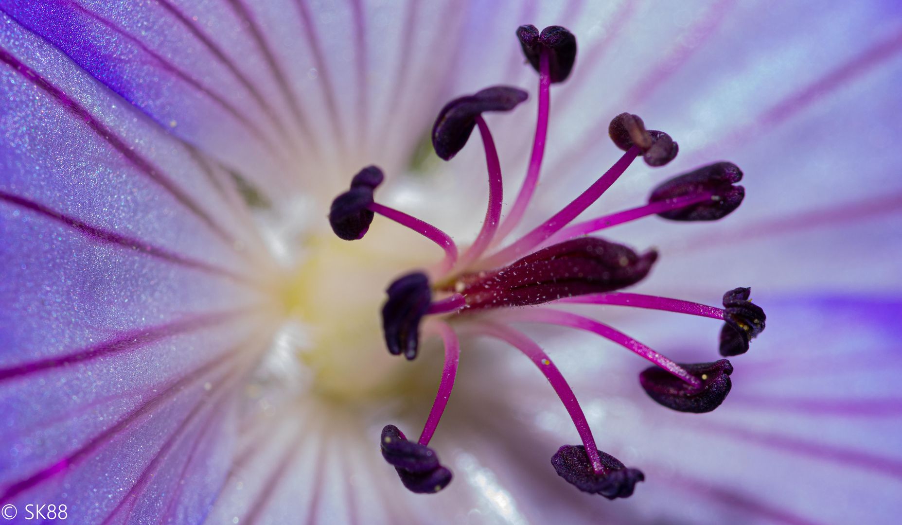 Flower Style-Stigma 1:1 Magnification