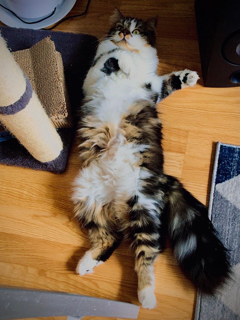 Fluffy belly