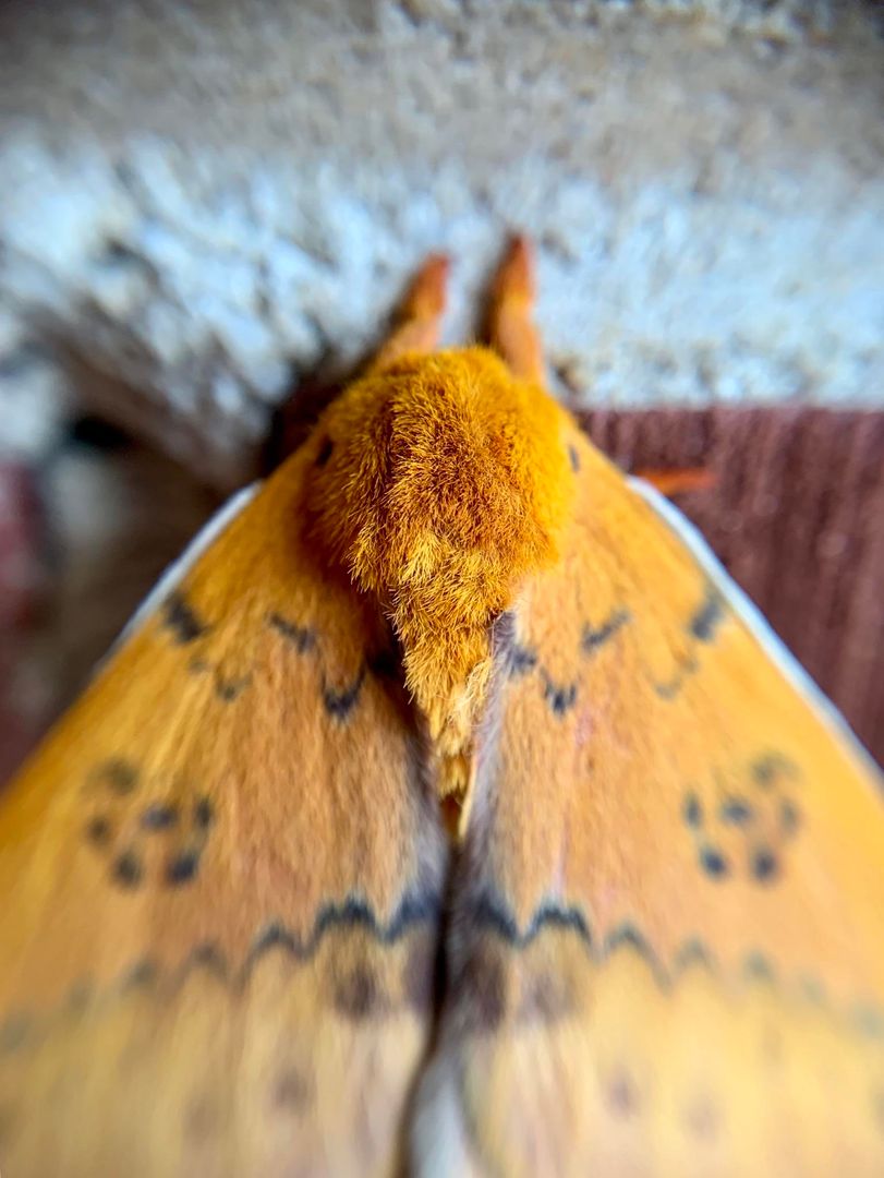 Fluffy lil mothra
