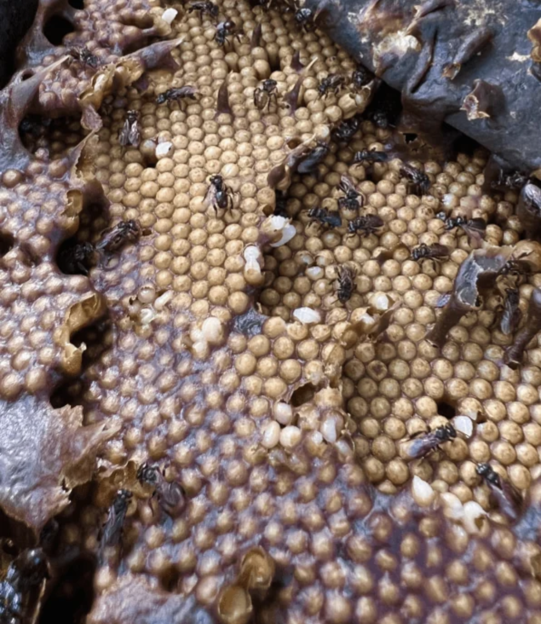 These are Vulture Bees. They make honey out of rotting flesh