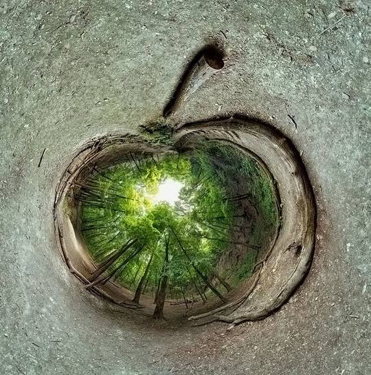 Forest Apple [x-post /r/palatecleanser]