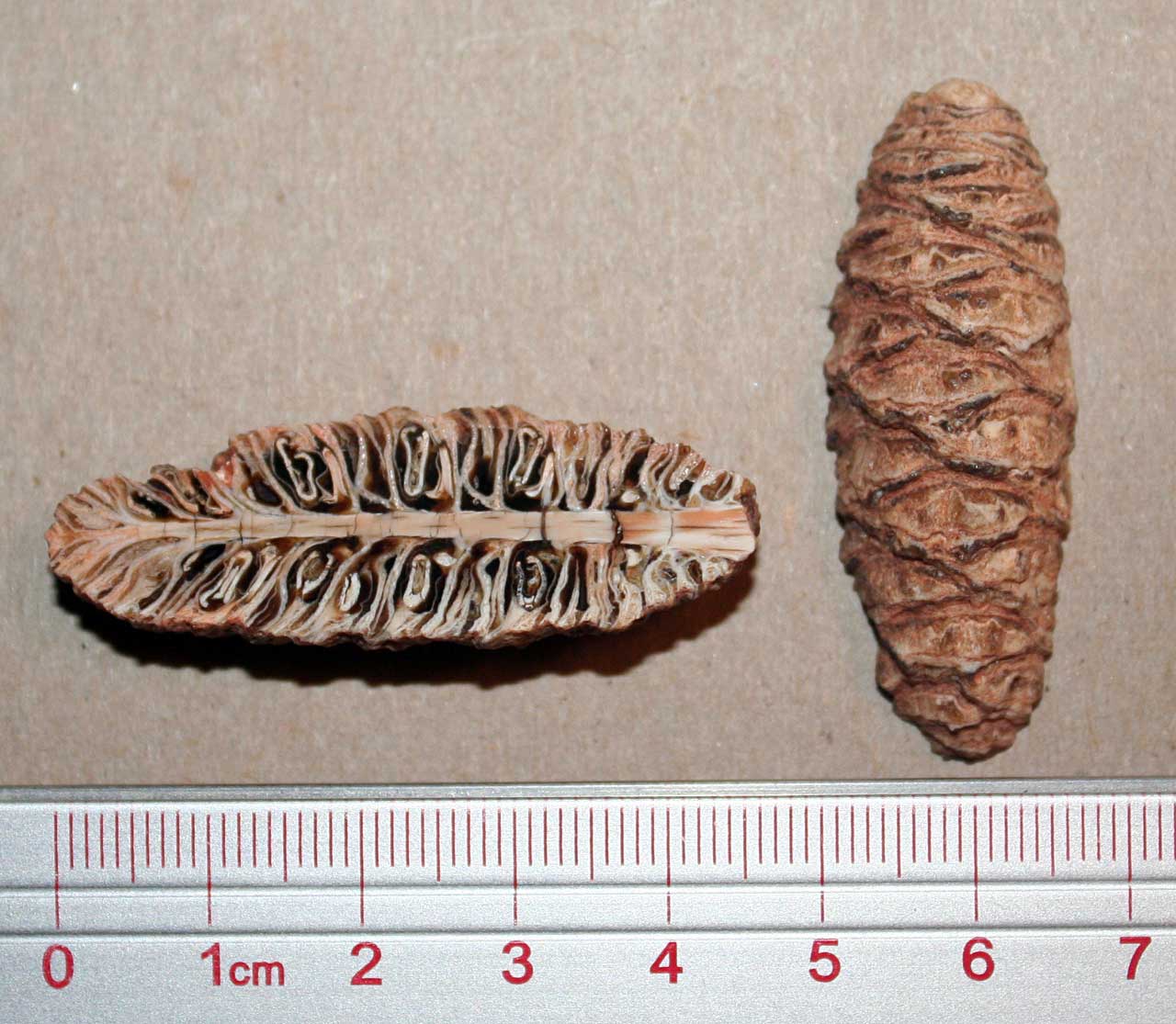 Fossilized conifer cone from the middle Jurassic (Pararaucaria patagonica) [1280×1115]