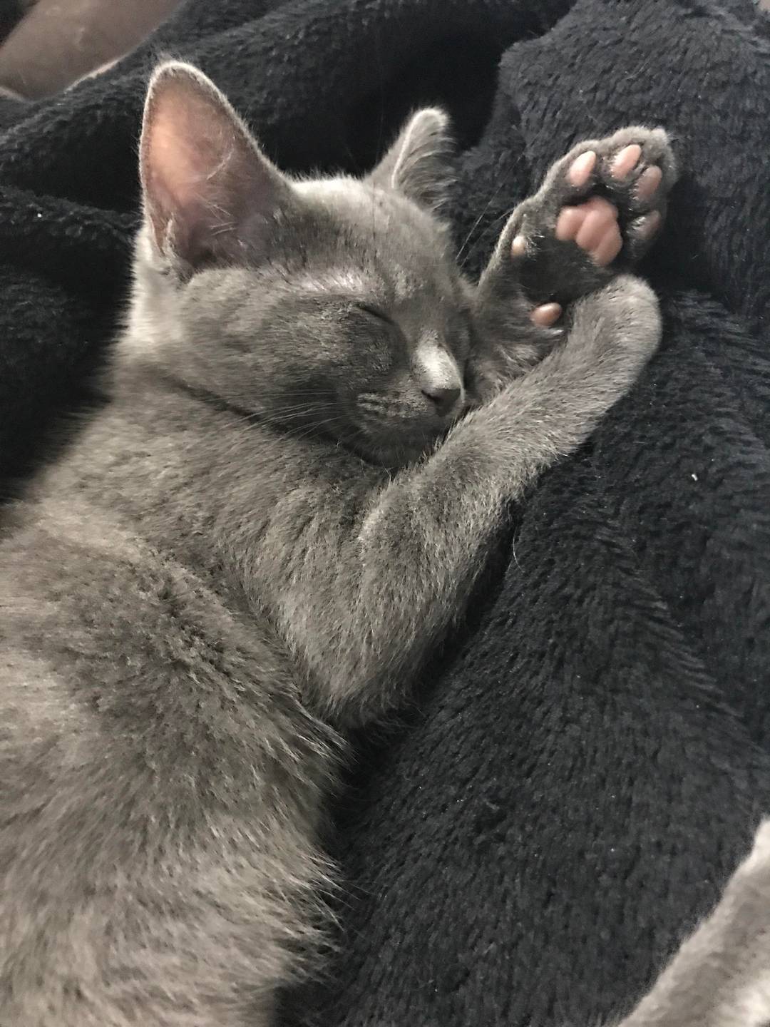 Foster bub showing off amazing beans
