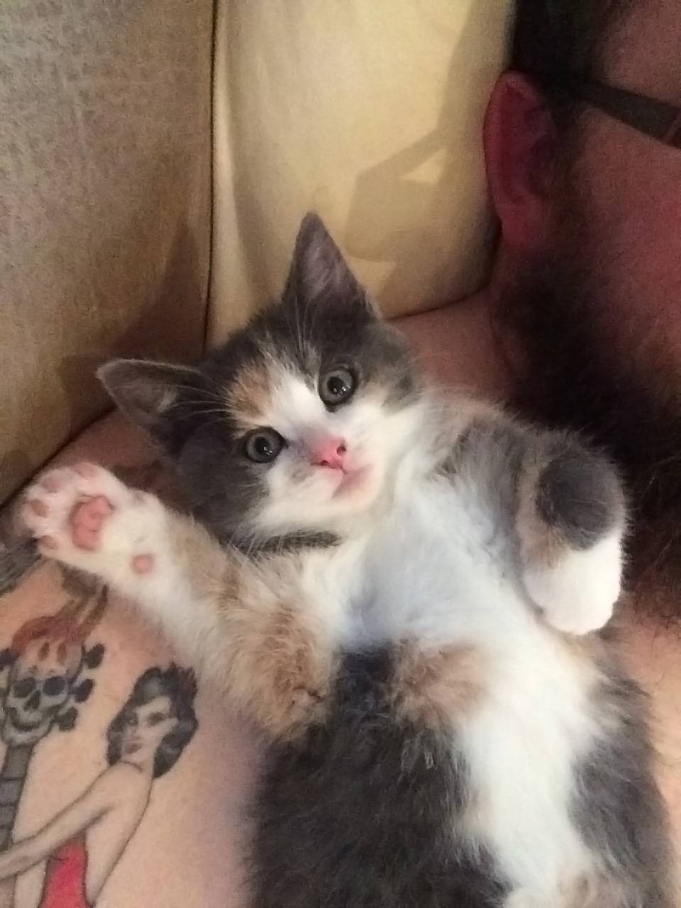 Foster Kitten Left Hanging