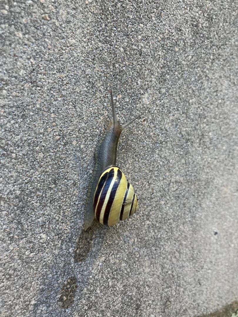 snail