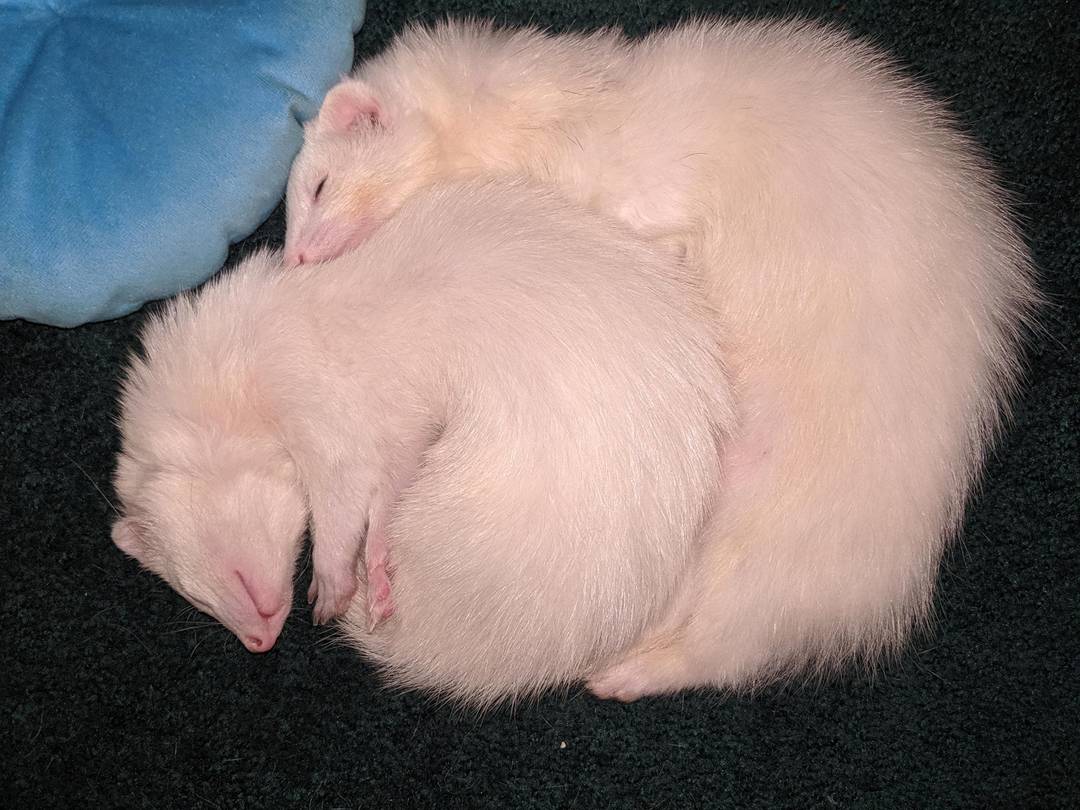 Found them spooning under the couch 😍