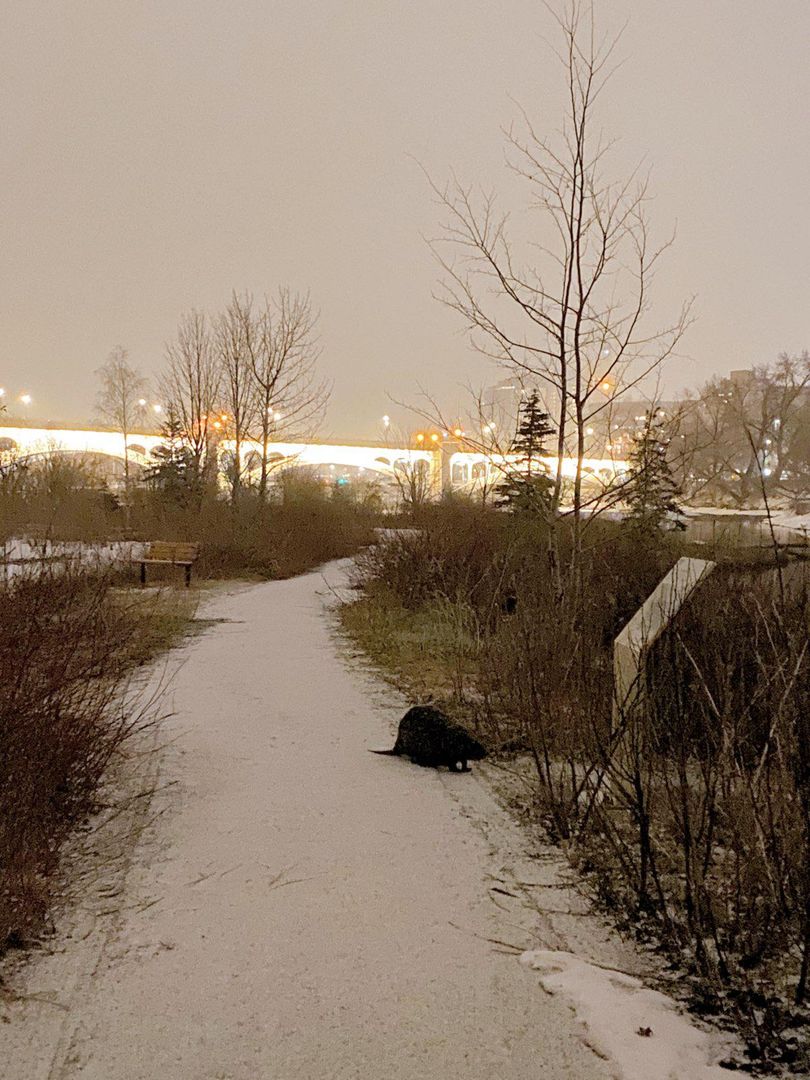 Found this big guy working the graveyard shift last night (Prince's Island Park, Calgary)