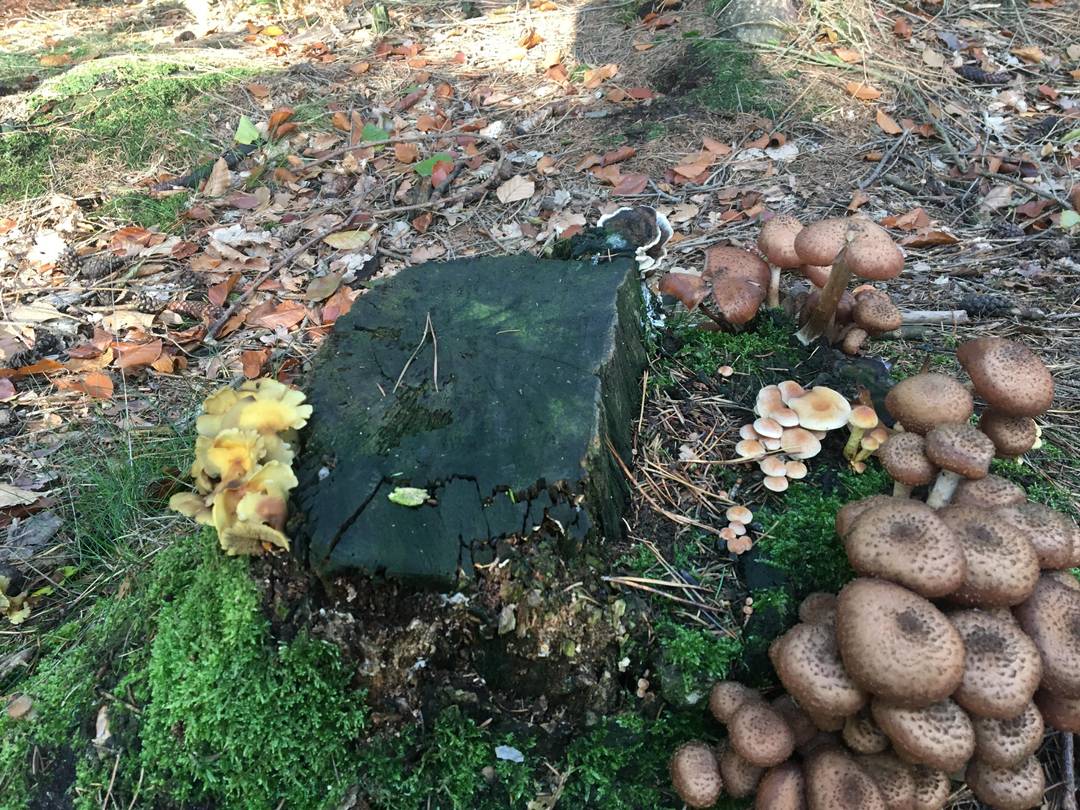 Four types of mushrooms on one stump