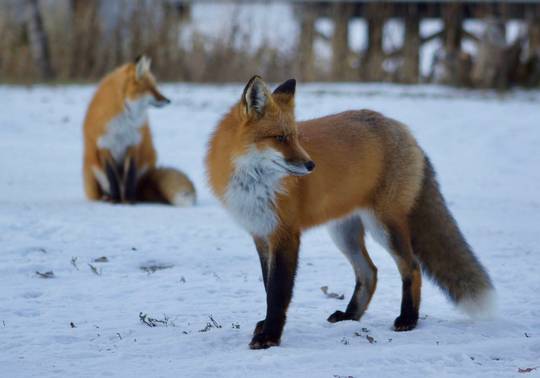 Fox party? Fox party! 🦊