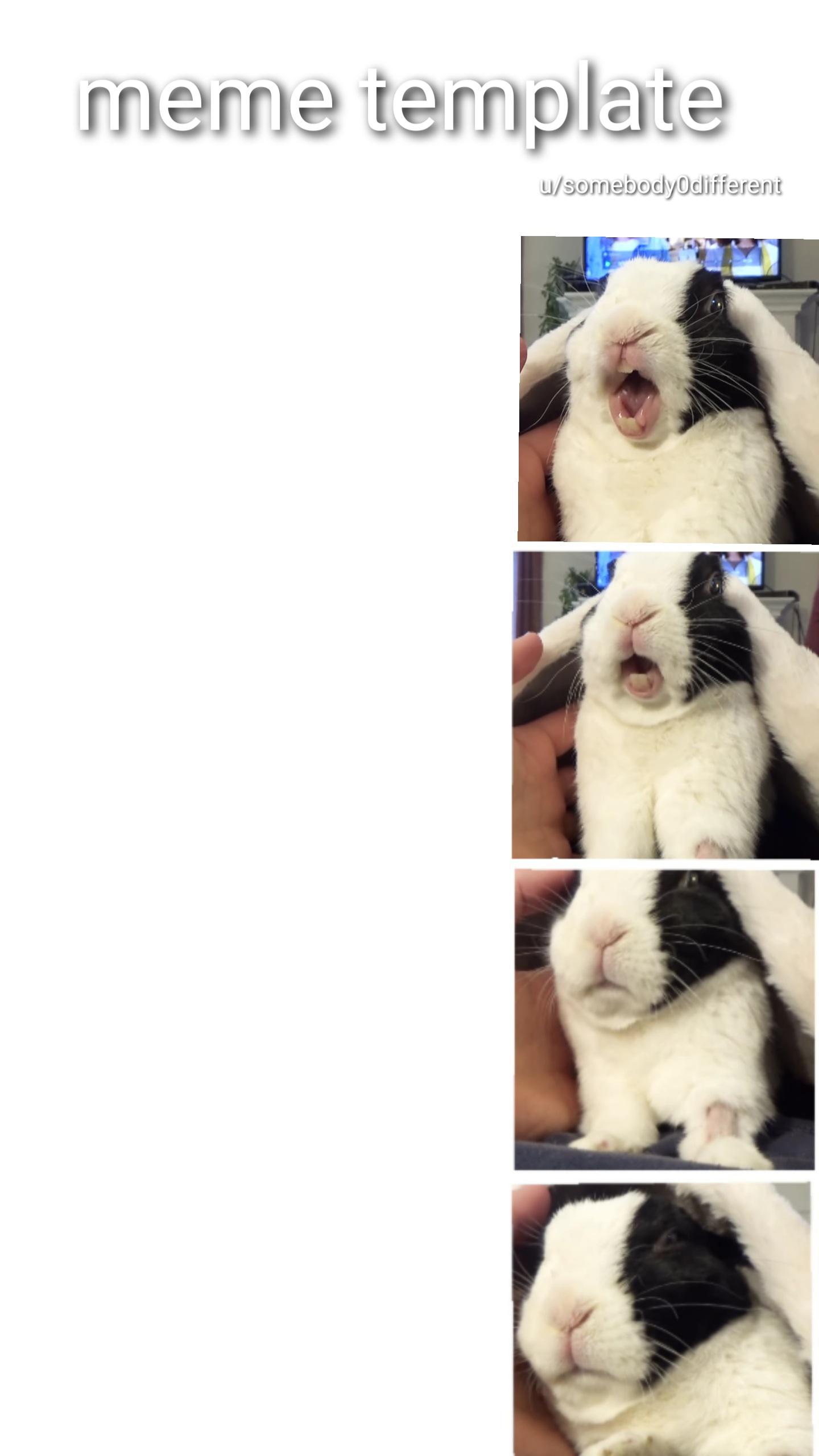 Run Rabbit Meme Template Free rabbit meme template (just download, crop and add your text ...