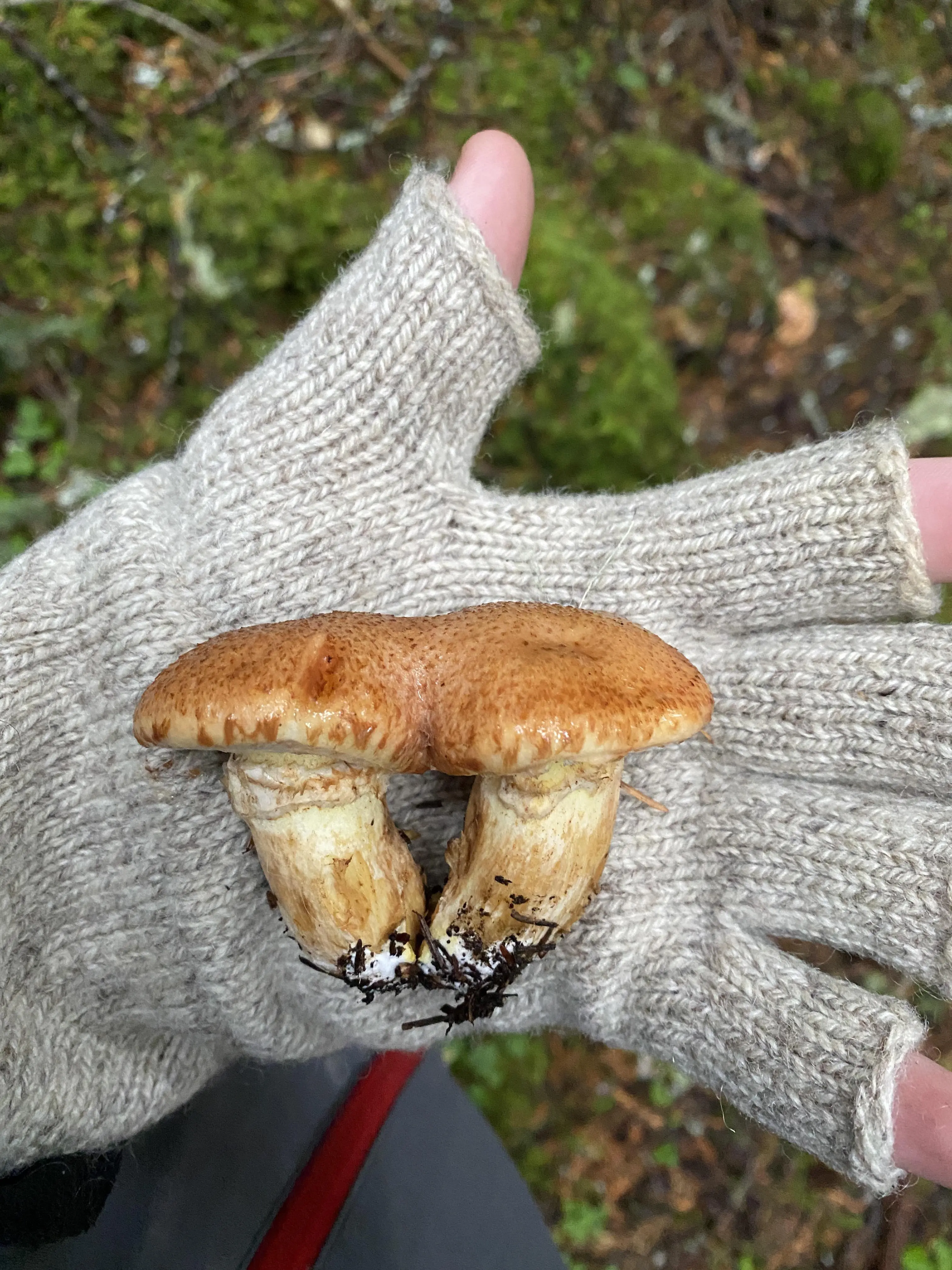 A person in a grey knitted glove holding two small brown mushrooms with thick white stems in a forest.