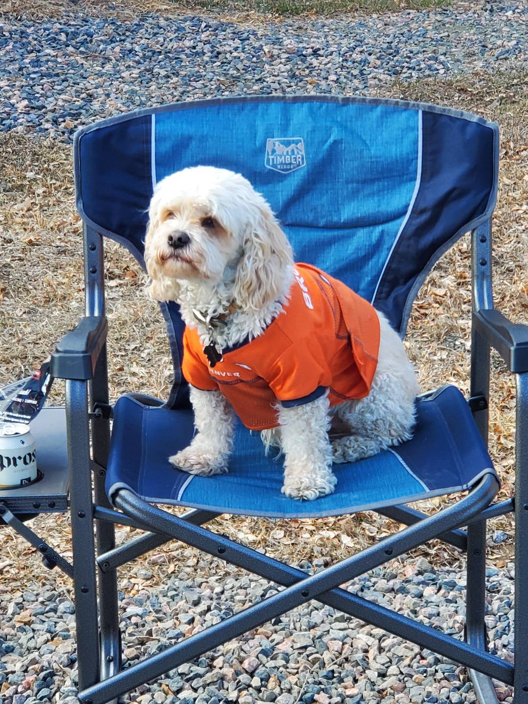 Friend's dog named Moose. He likes sitting in chairs.