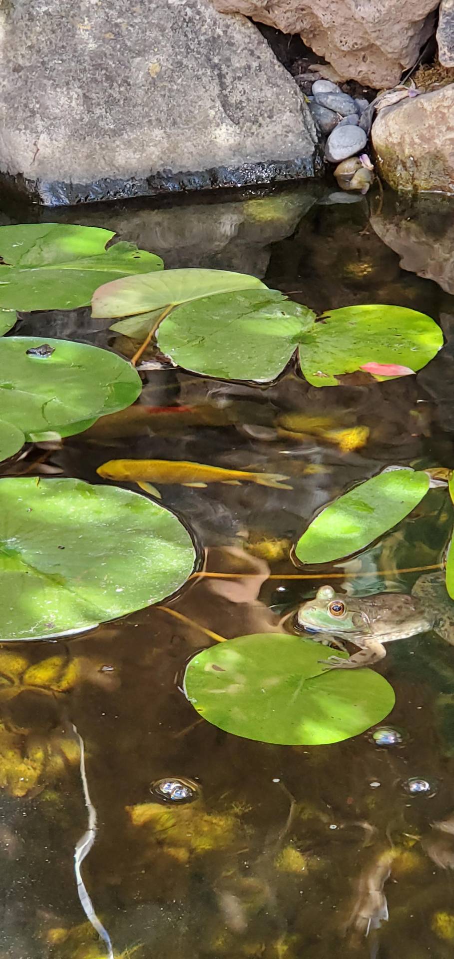 Frog and at least one koi.