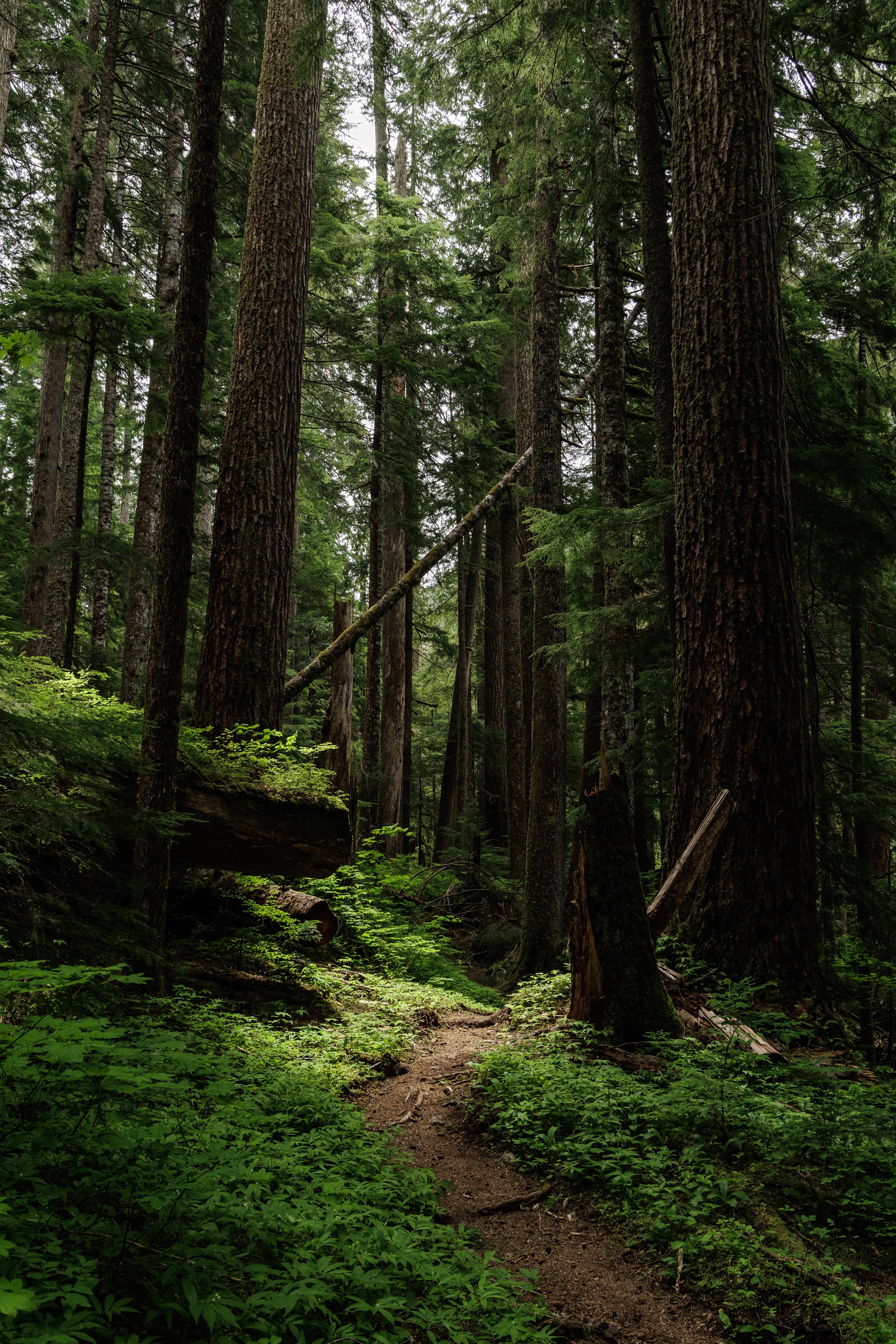 From our hike today in the Cascade mountains of Washington state(OC)[5000x3334]