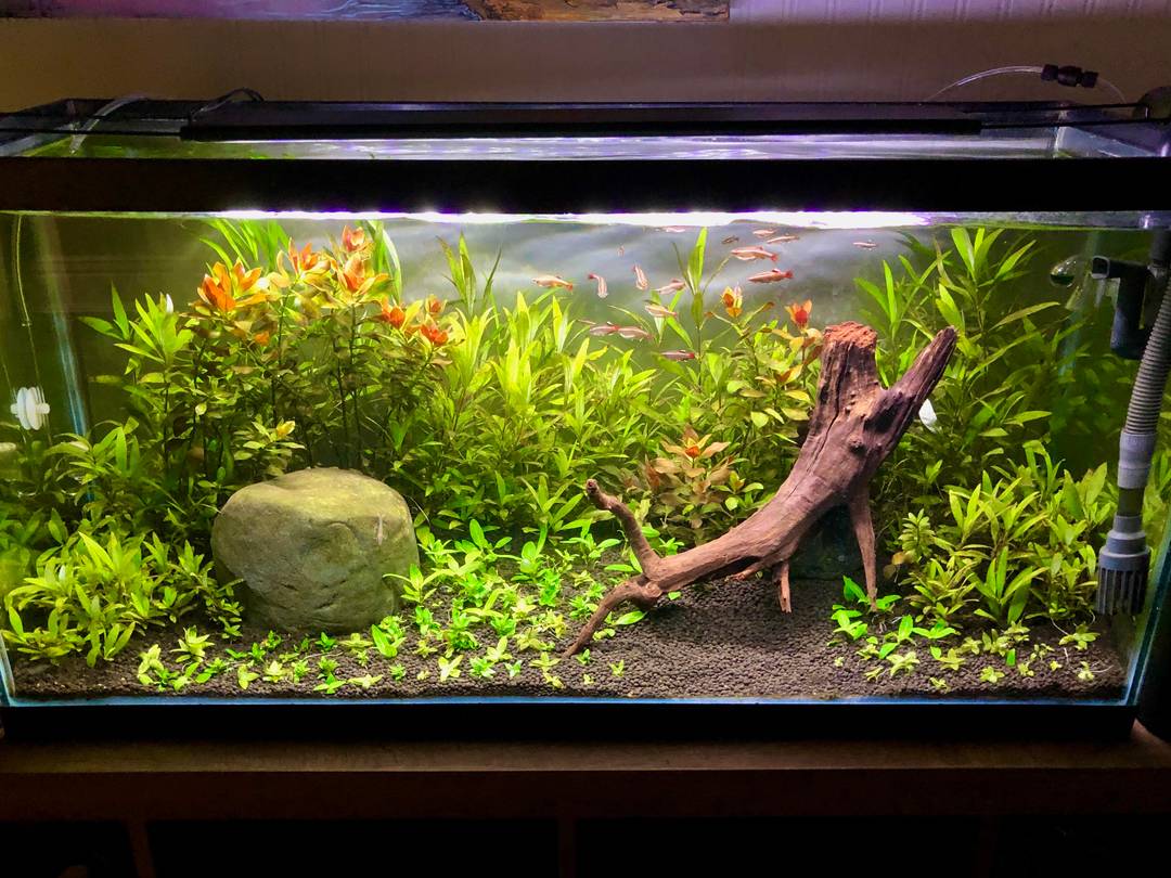 Full tank shot of my 33 gallon White Cloud Mountain Minnow aquarium.