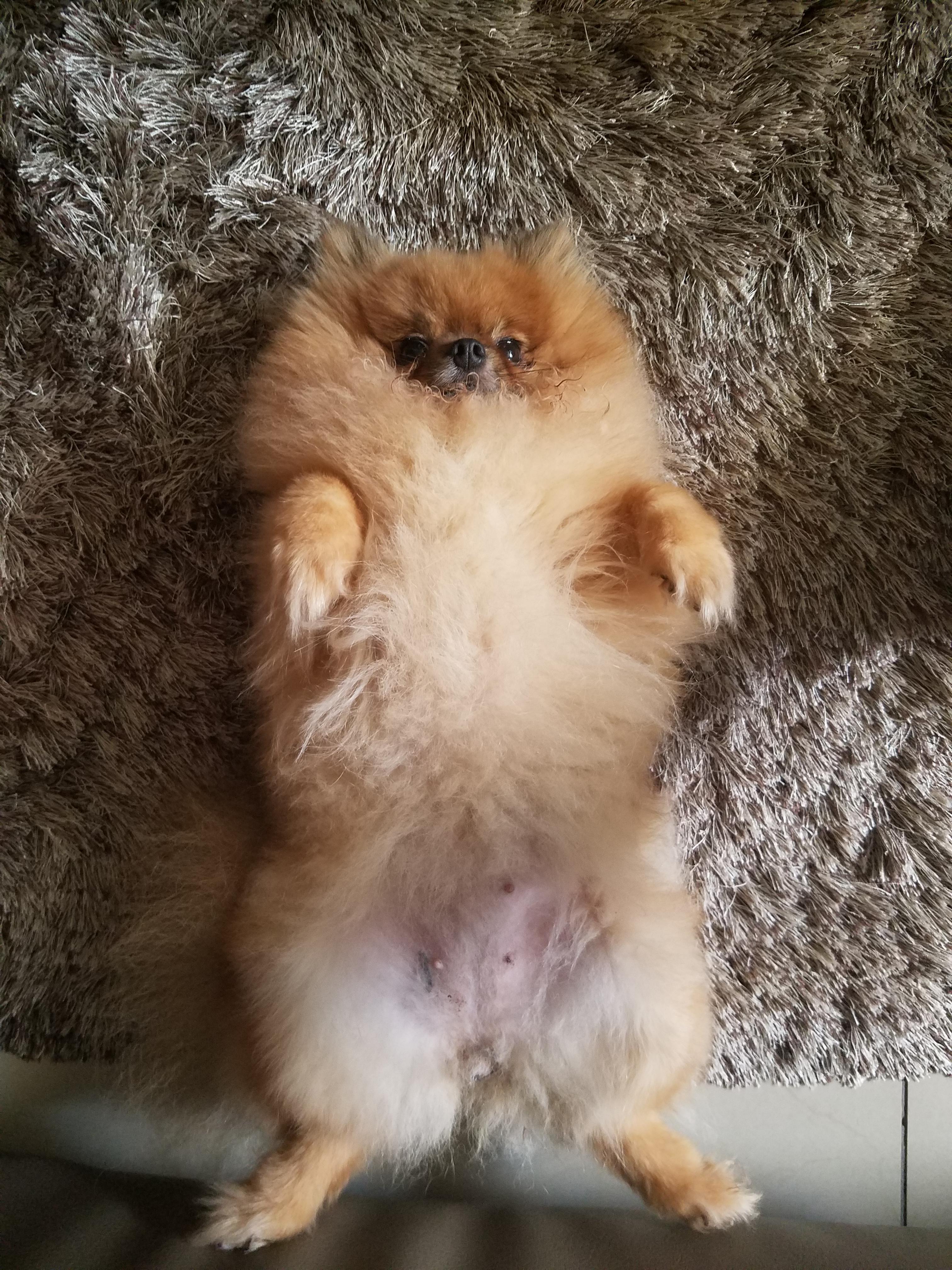 Furry belly from a puffy lady | Scrolller
