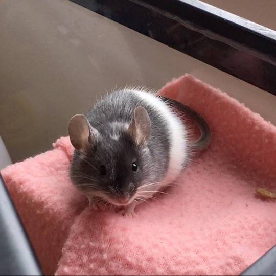 Future male (mouse) model