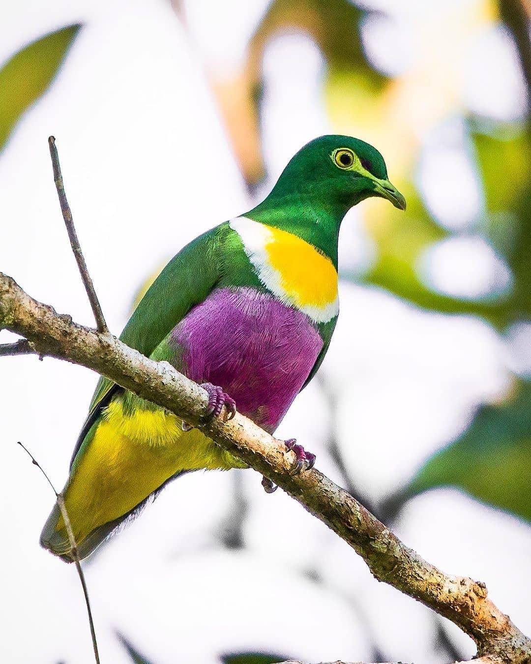 Geelvink Fruit Dove