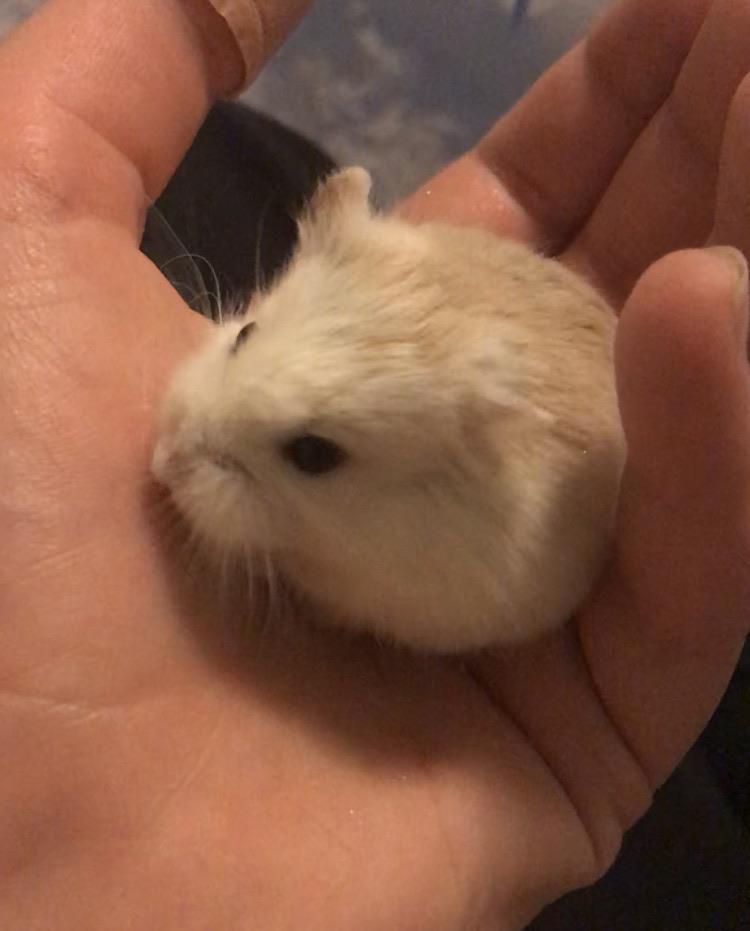 gently cup the baby