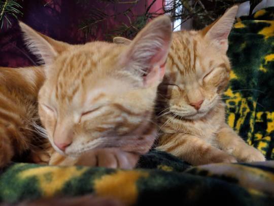 Ginger kitty snuggles