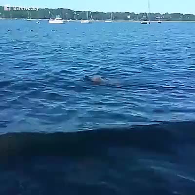 Golden Retriever Saves Baby Deer | Scrolller