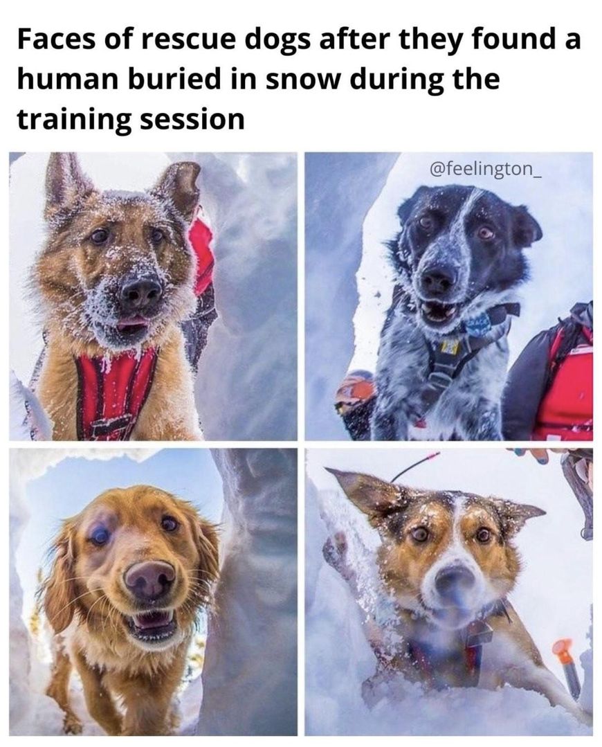 Search and rescue over fetch any day