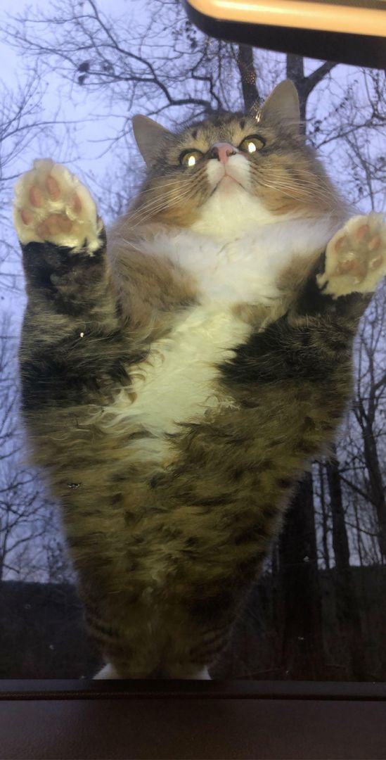 Got new windshield wipers