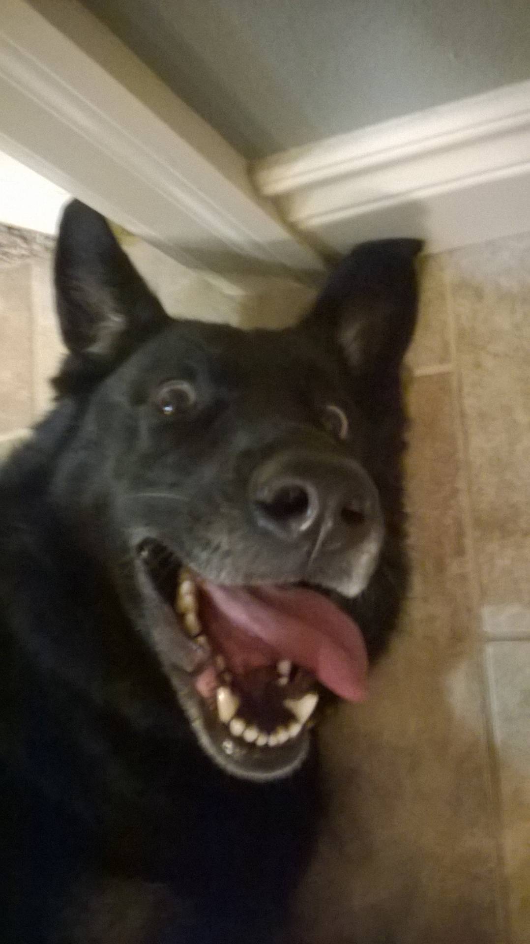 Gracie can never pose seriously for a picture.