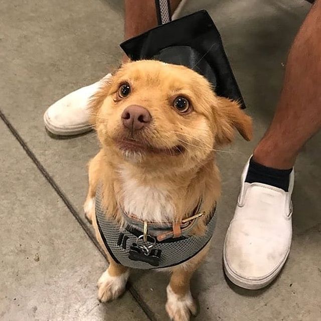 Graduated doggo