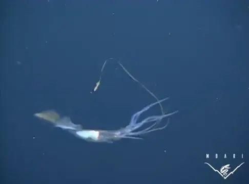 Grimalditeuthis bonplandi, a deep sea bioluminescent squid which uses a swimming lure and fluttering tentacles to attract prey