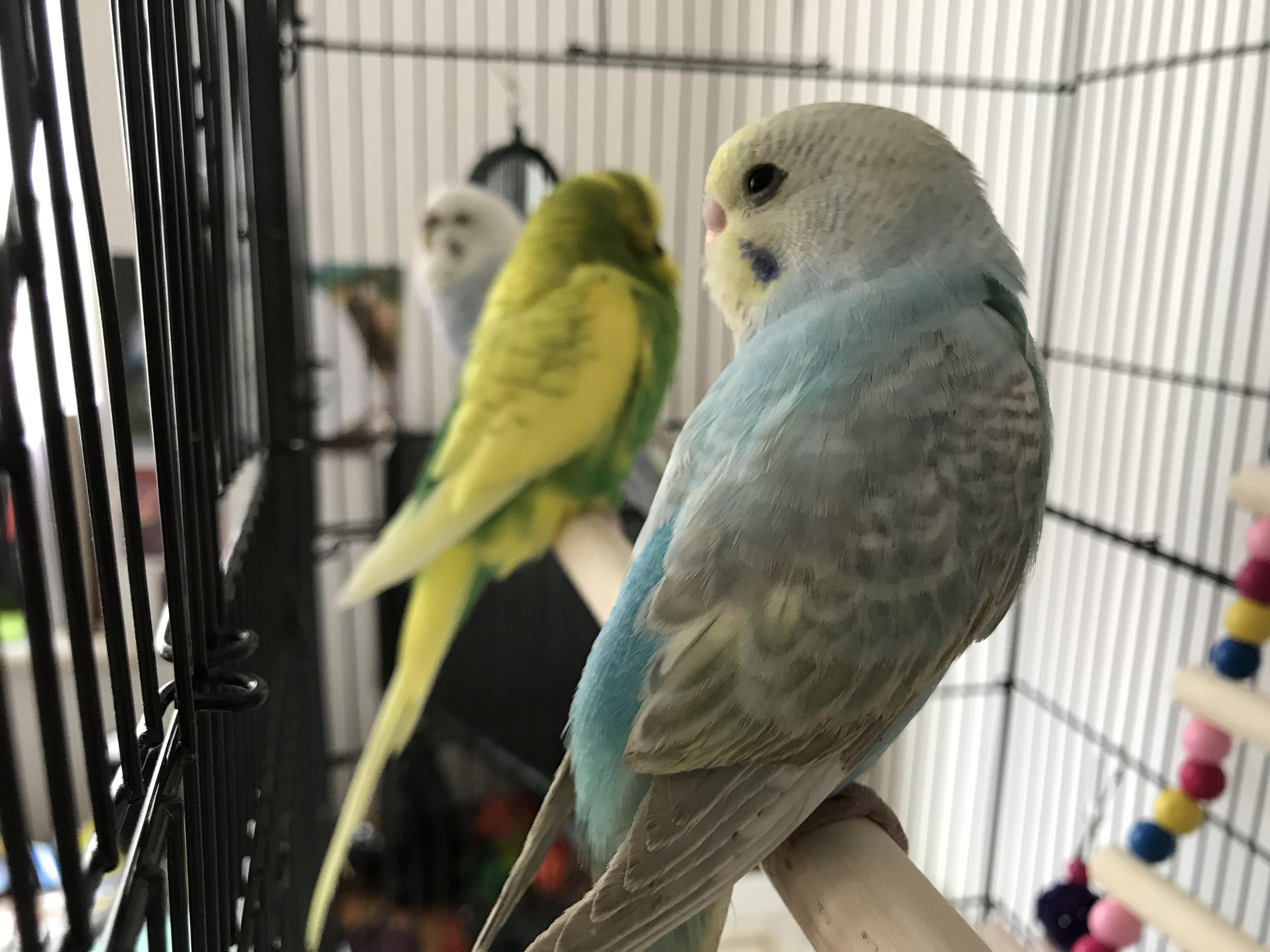 Had a new addition to the flock - say hello to Chewit | Scrolller