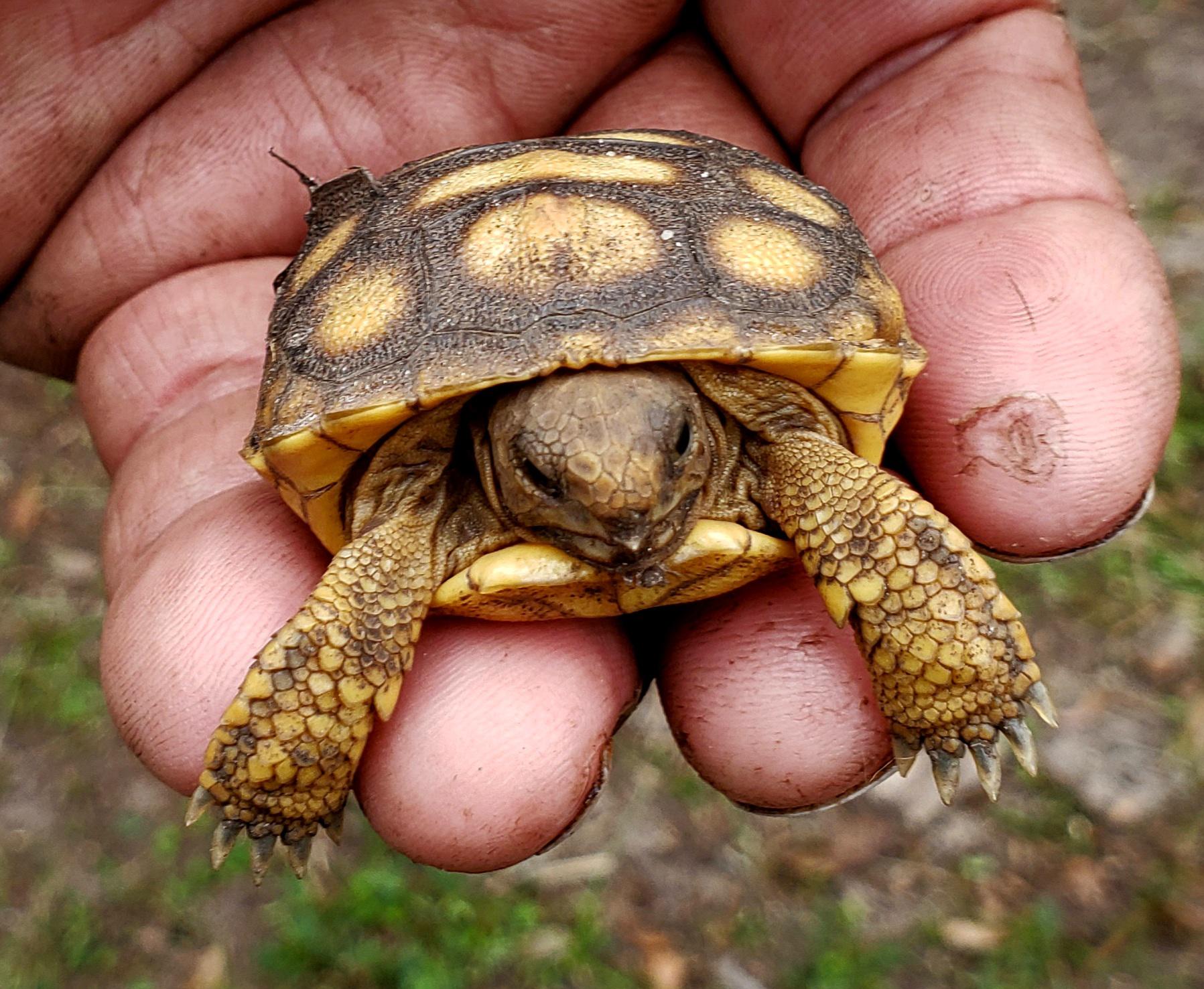Had never seen a baby gopher tortoise before | Scrolller