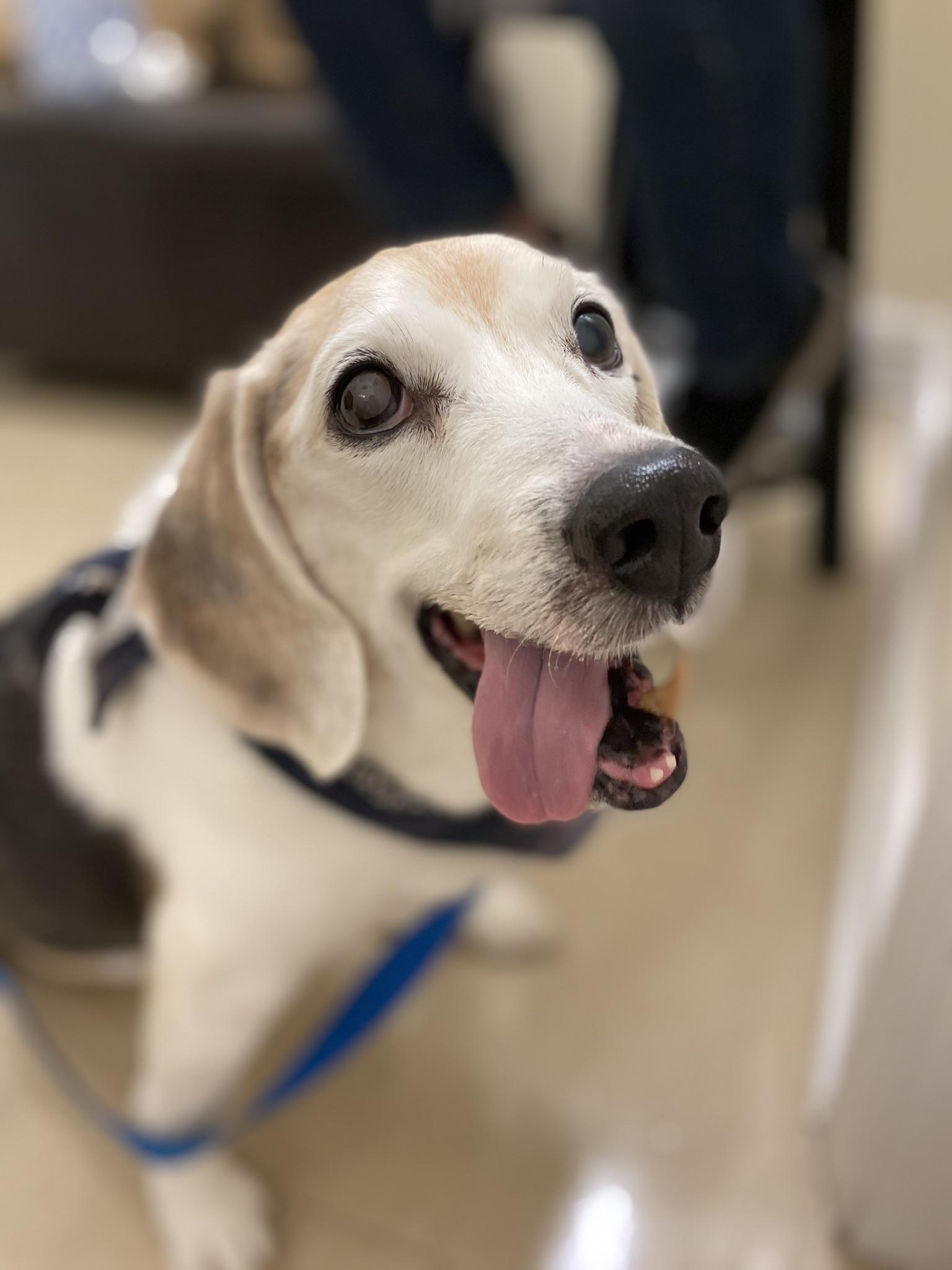 Goodbye Howie Had to say goodbye to Howie when he crossed the rainbow bridge on ...