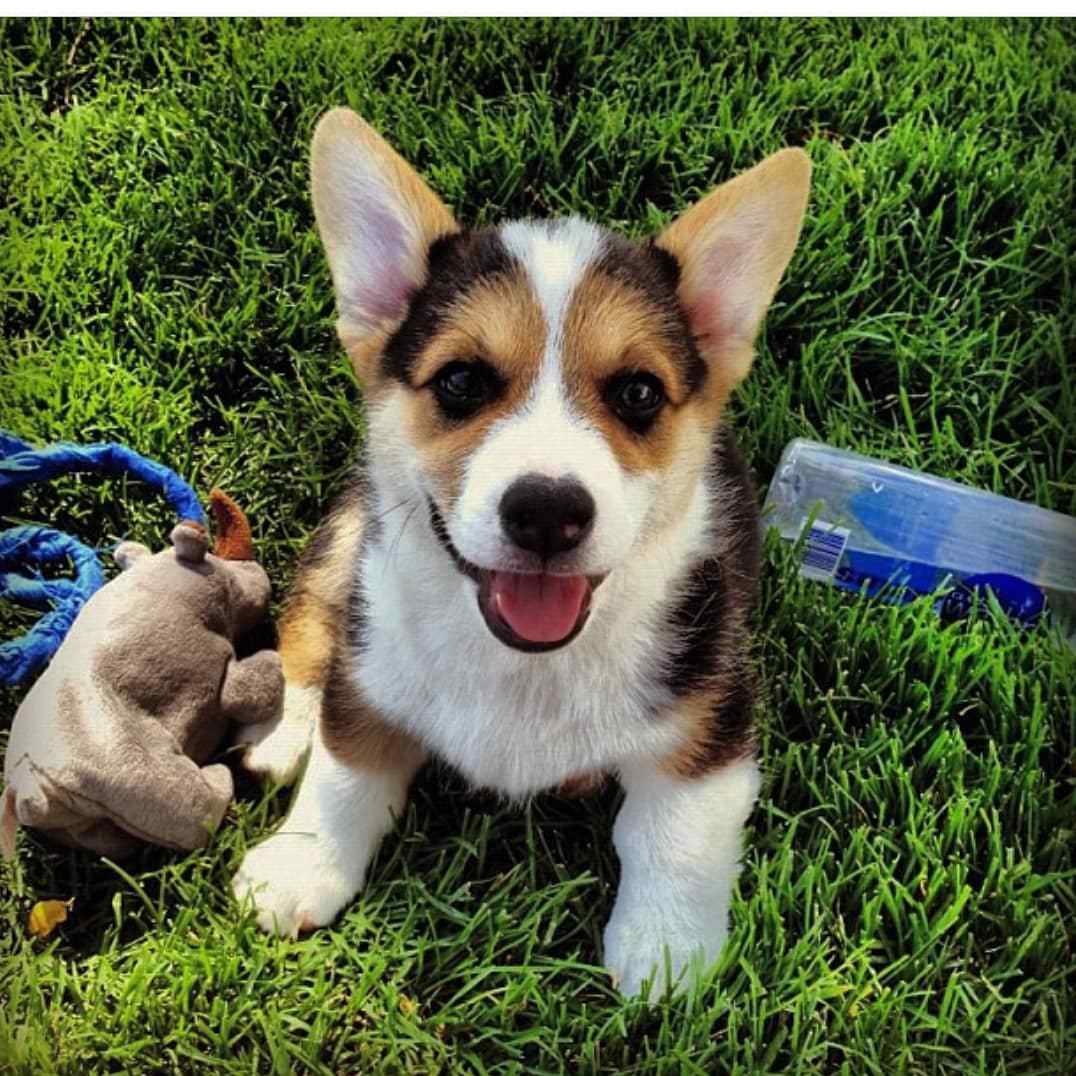 Halpert is one happy little nugget