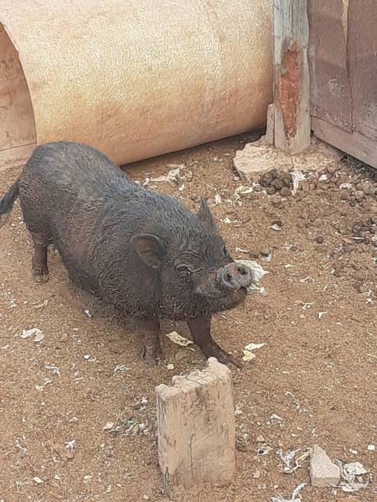 Hamlet the smiling pig