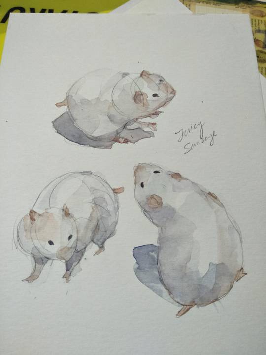 Hamster studies