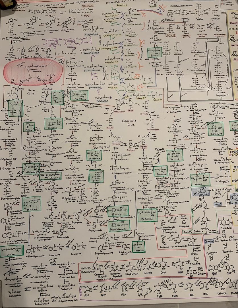 Overarching Metabolic Chart Hand drawn chart of all the metabolic pathways in the body. | Scrolller